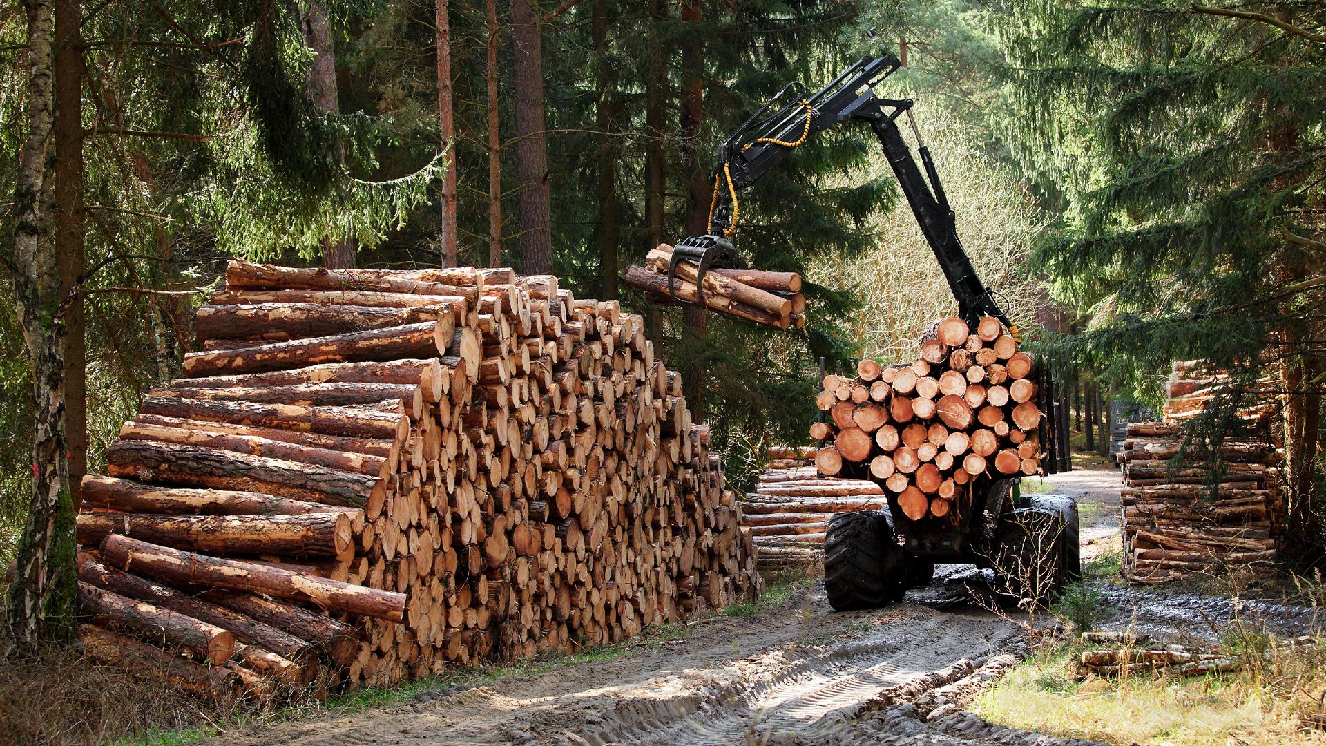 Logging vehicle stacking timber in a forest